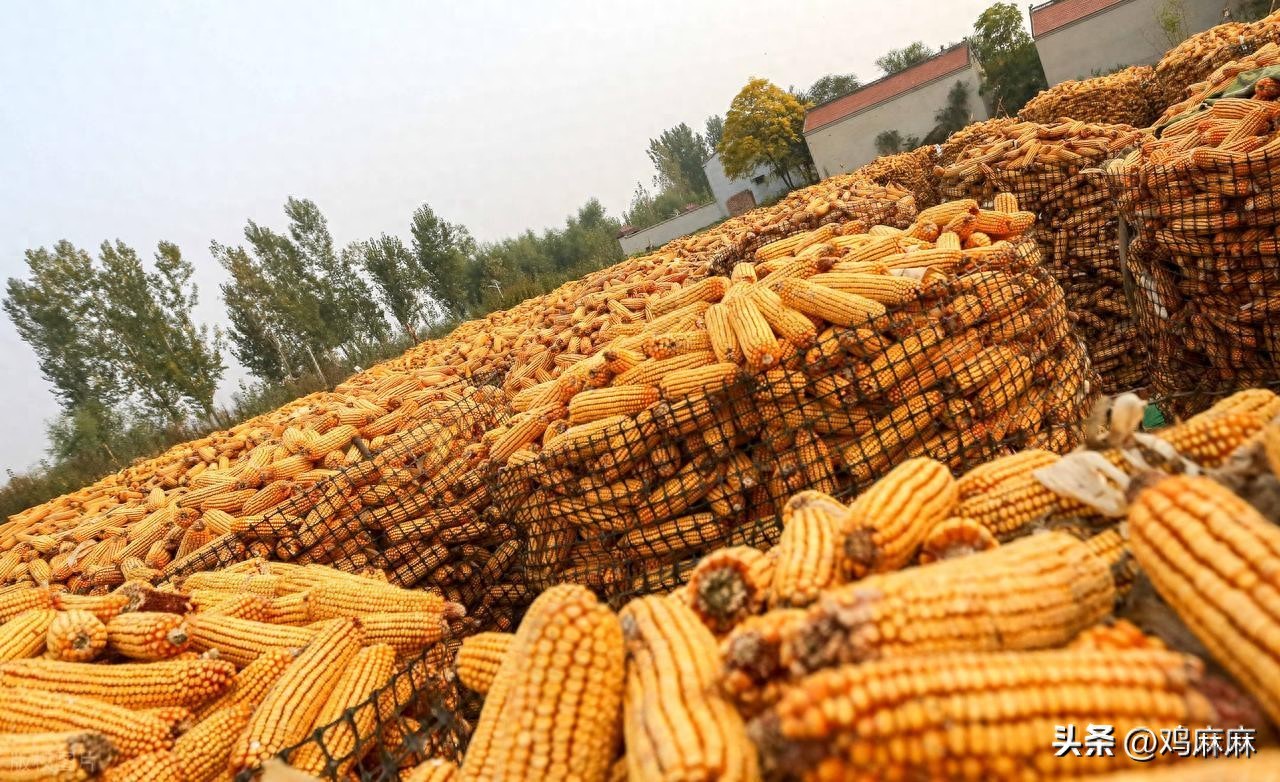 豆粕价格走势分析_2025年最新玉米价格行情走势_山东玉米价格行情
