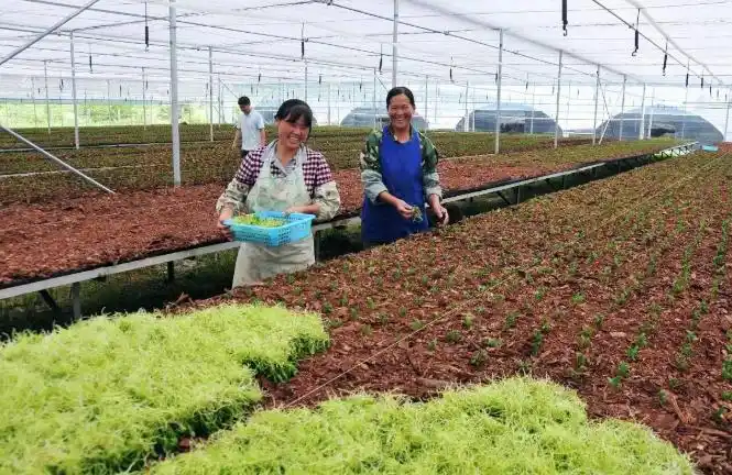 农业供应链金融_农业供应链金融发展现状_农业产业链金融服务
