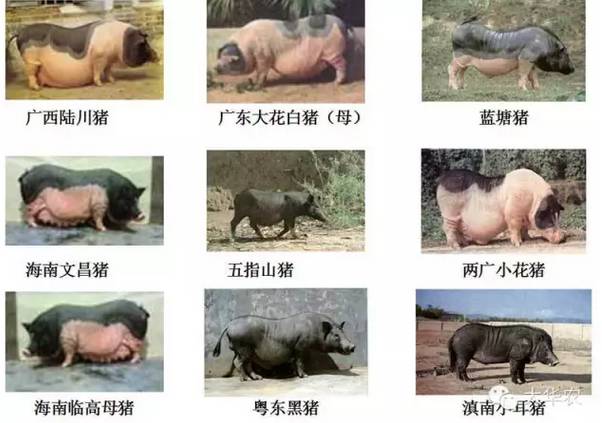 华北型猪种特点_中国地方猪种分类_地方品种
