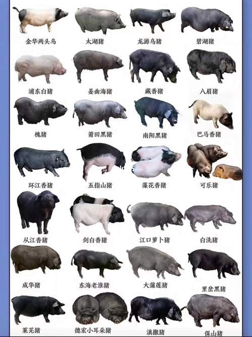 中国地方猪种分类_华北型猪种特点_地方品种