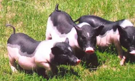 地方品种_华北型猪种特点_中国地方猪种分类