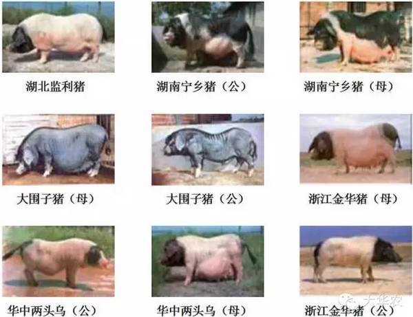 华北型猪种特点_中国地方猪种分类_地方品种