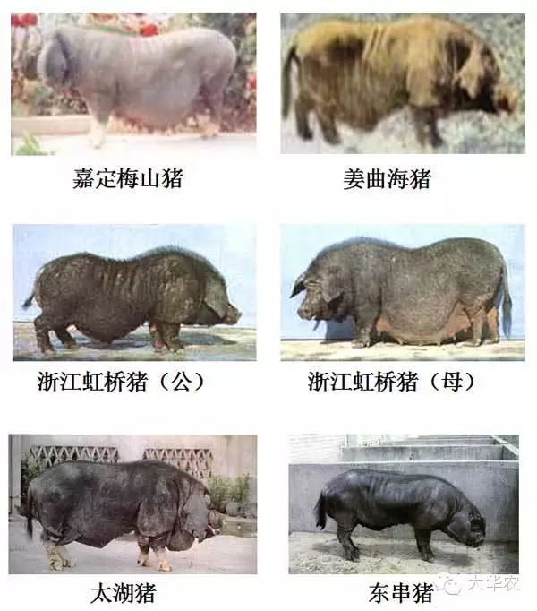 地方品种_中国地方猪种分类_华北型猪种特点
