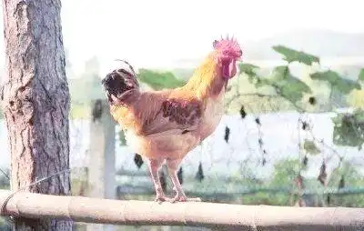 中国地方鸡种介绍_北京油鸡特点详解_地方品种