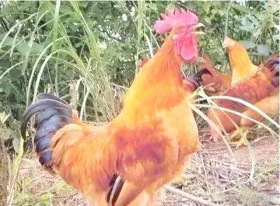 北京油鸡特点详解_中国地方鸡种介绍_地方品种