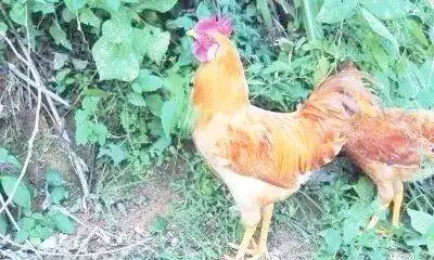 北京油鸡特点详解_中国地方鸡种介绍_地方品种