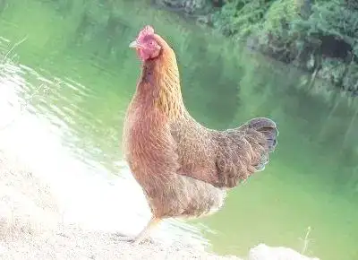 中国地方鸡种介绍_地方品种_北京油鸡特点详解