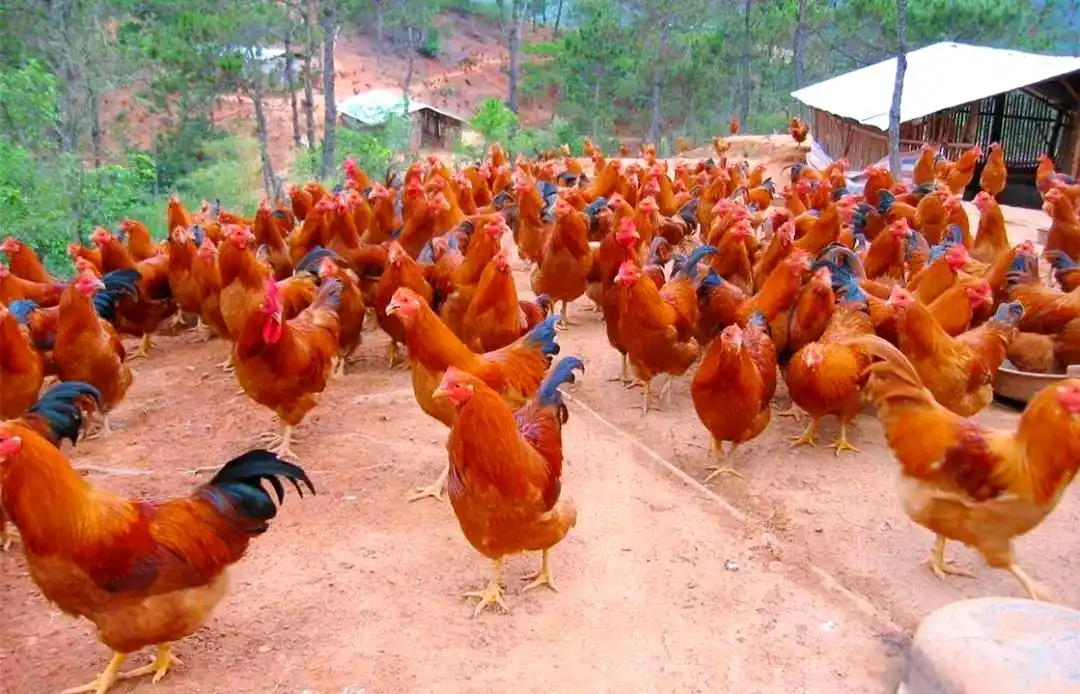 土鸡品种介绍_地方品种_土鸡养殖方法