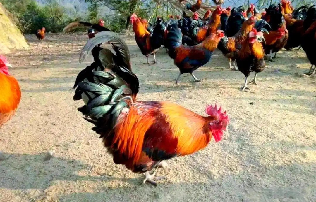 土鸡养殖方法_土鸡品种介绍_地方品种