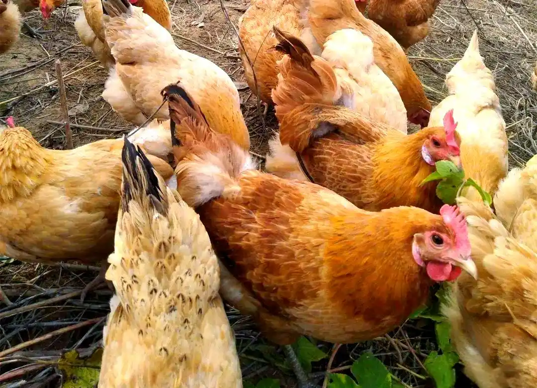 地方品种_土鸡养殖方法_土鸡品种介绍