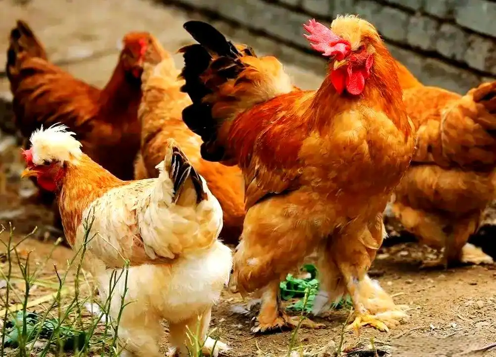 土鸡养殖方法_地方品种_土鸡品种介绍
