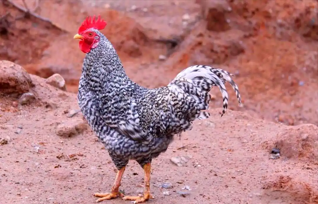 土鸡品种介绍_土鸡养殖方法_地方品种