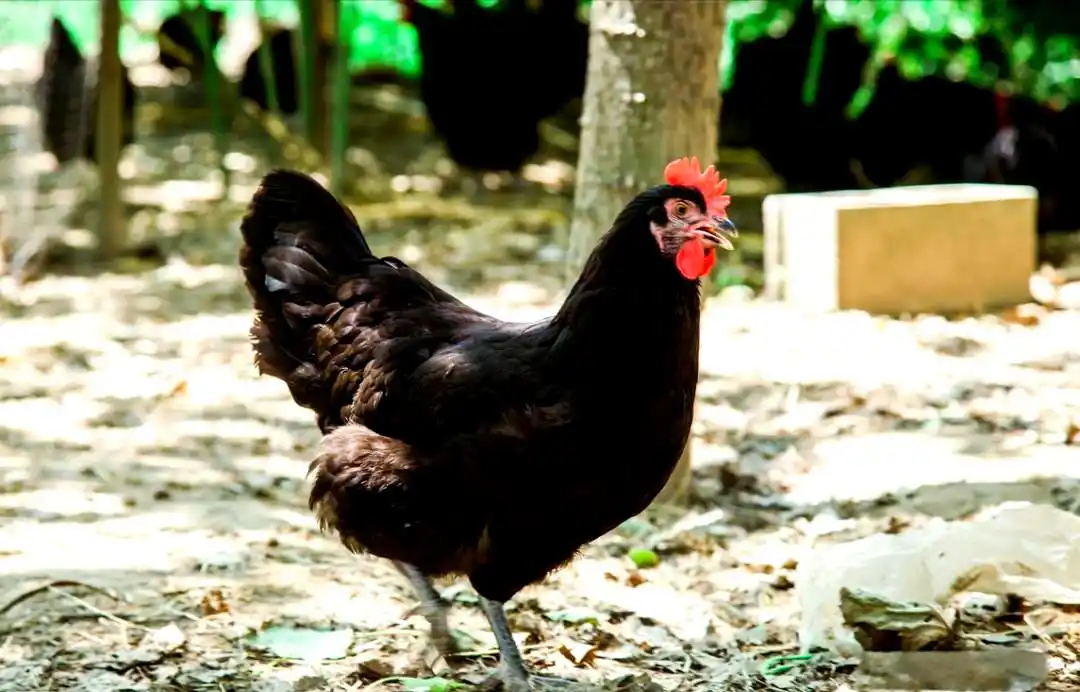 地方品种_土鸡品种介绍_土鸡养殖方法
