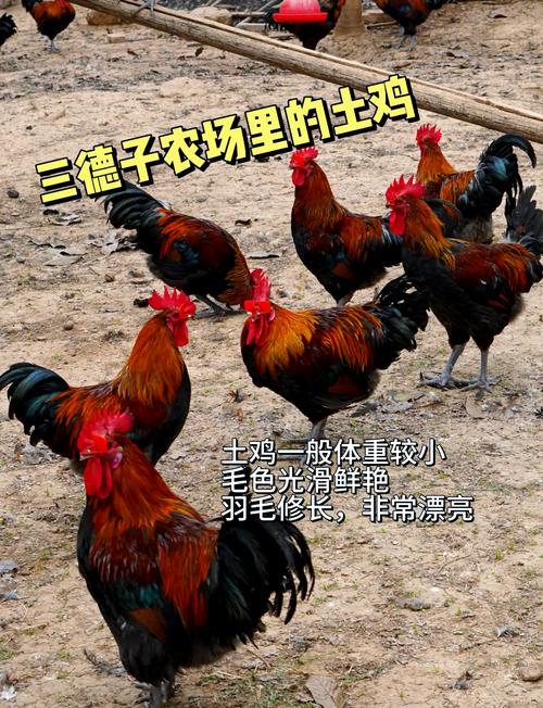 土鸡品种介绍_土鸡养殖方法_地方品种