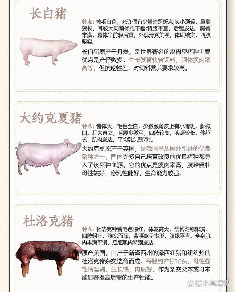 地方品种_中国地方猪种介绍_皖浙花猪特点