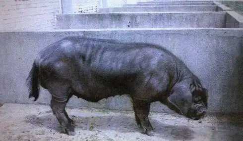 皖浙花猪特点_中国地方猪种介绍_地方品种