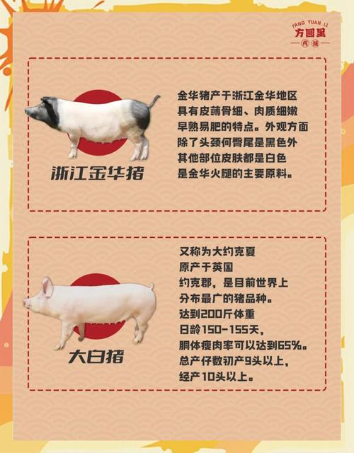 皖浙花猪特点_地方品种_中国地方猪种介绍