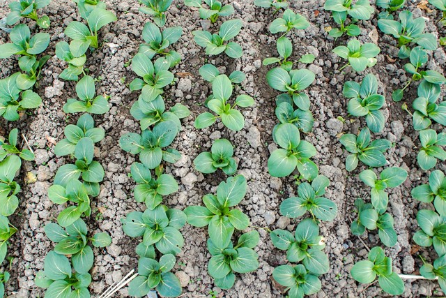 磷肥钾肥作用用法_蔬菜施肥技巧_钙镁磷肥的缺点