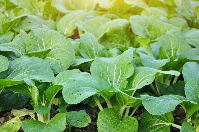 磷肥钾肥作用用法_蔬菜施肥技巧_钙镁磷肥的缺点