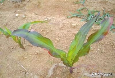 钙镁磷肥的缺点_磷元素含量分布_磷元素功能作用