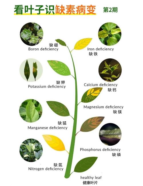 磷元素缺乏症状_缺磷症候_钙镁磷肥的缺点