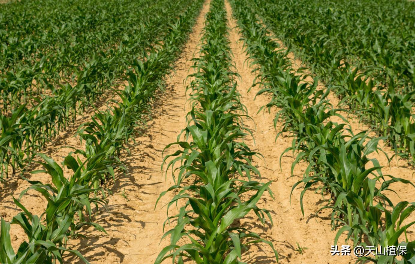 磷元素缺乏症状_钙镁磷肥的缺点_缺磷症候