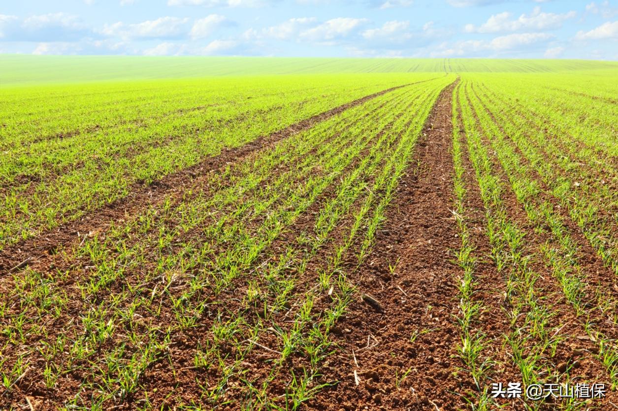 磷元素缺乏症状_钙镁磷肥的缺点_缺磷症候